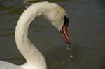 Schwan_865
