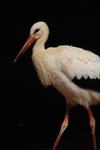 Storch1