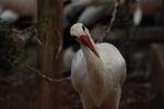 Storch2