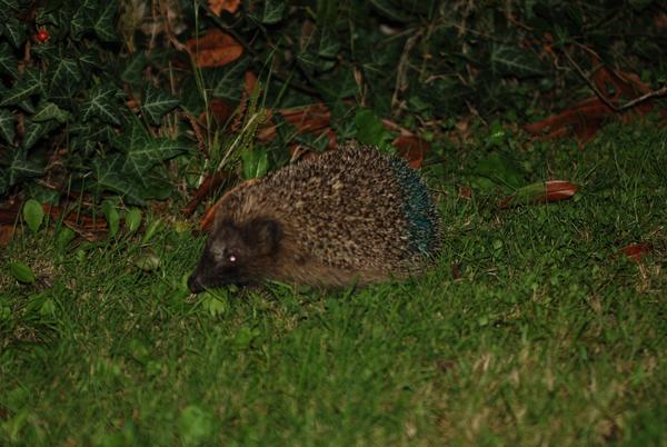 Igel