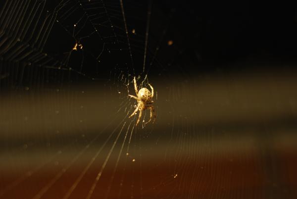 Spinne
