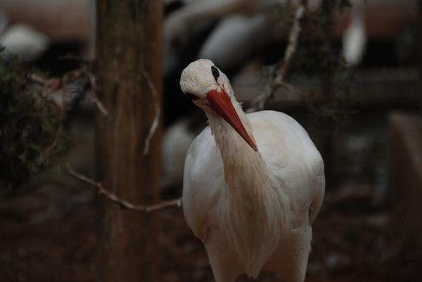 Storch2