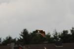 Falken_0265