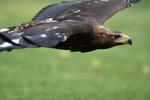 Hellenthal_624