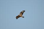 Maeusebussard_4185