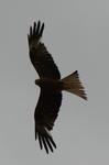 Rotmilan_253_crop