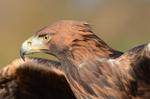 Steinadler_058