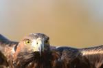 Steinadler_061