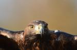 Steinadler_062