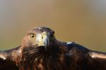 Steinadler_063