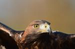 Steinadler_064