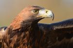 Steinadler_066