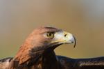 Steinadler_067