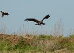 Steinadler_126_crop