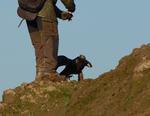 Steinadler_153_crop