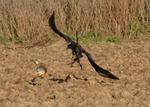 Steinadler_180_crop