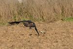 Steinadler_181_crop