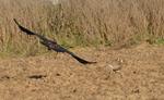 Steinadler_182_crop