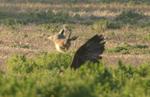 Steinadler_296_crop