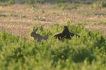 Steinadler_297_crop