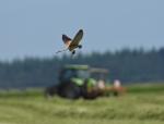 Turmfalke_Maus_81_crop