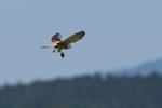 Turmfalke_Maus_87_crop