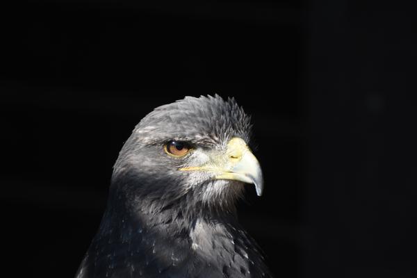 Aguja_1218