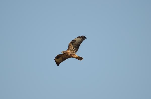 Maeusebussard_4185