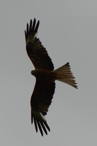 Rotmilan_253_crop