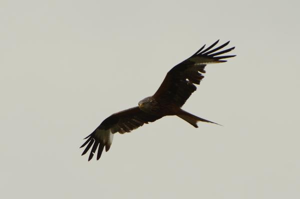 Rotmilan_325_crop