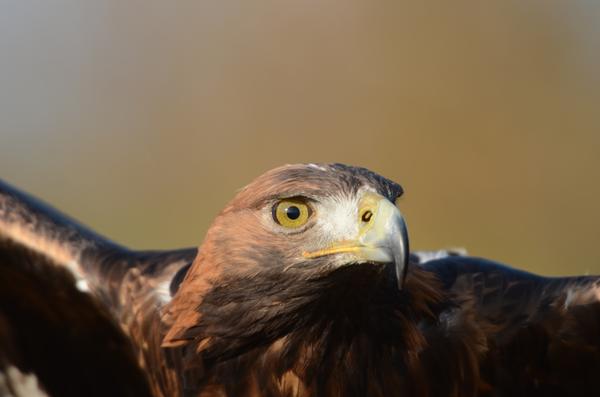 Steinadler_064