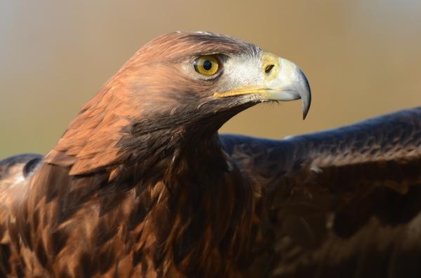 Steinadler_066