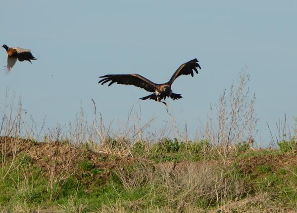 Steinadler_126_crop