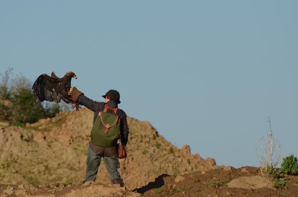 Steinadler_141_h
