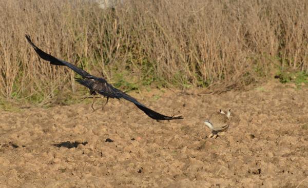 Steinadler_182_crop