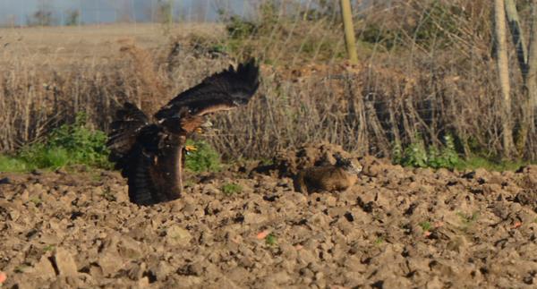 Steinadler_186_crop