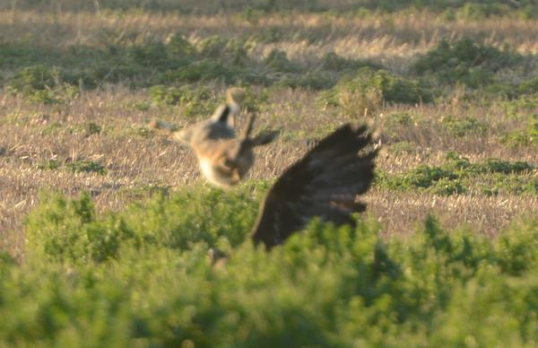 Steinadler_296_crop