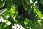 Fledermaus1